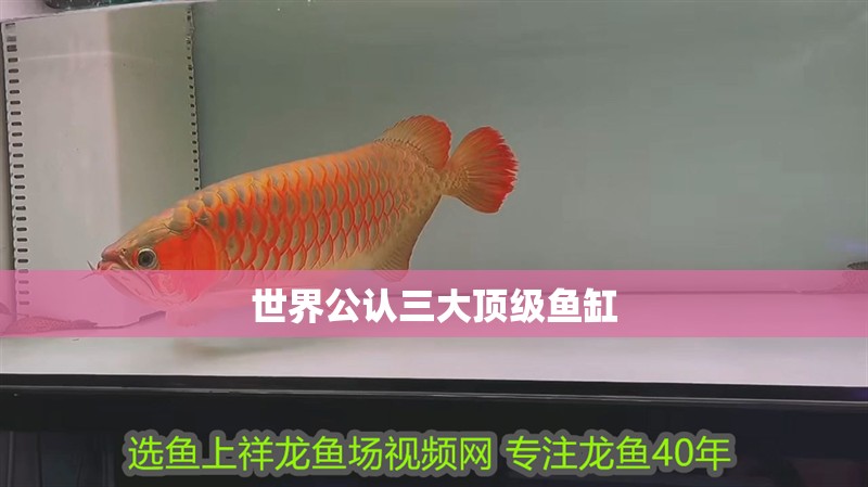 世界公認三大頂級魚缸