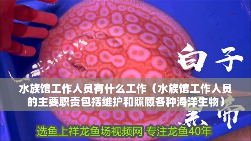 水族館工作人員有什么工作（水族館工作人員的主要職責包括維護和照顧各種海洋生物）