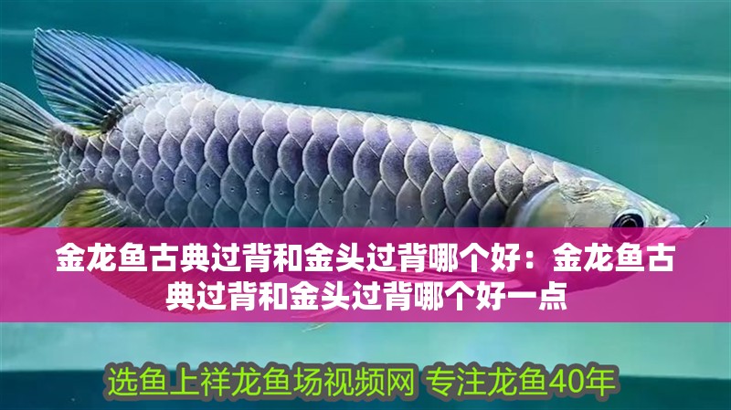 金龍魚古典過背和金頭過背哪個好：金龍魚古典過背和金頭過背哪個好一點