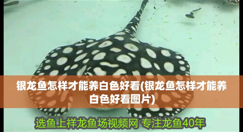 銀龍魚(yú)怎樣才能養(yǎng)白色好看(銀龍魚(yú)怎樣才能養(yǎng)白色好看圖片)