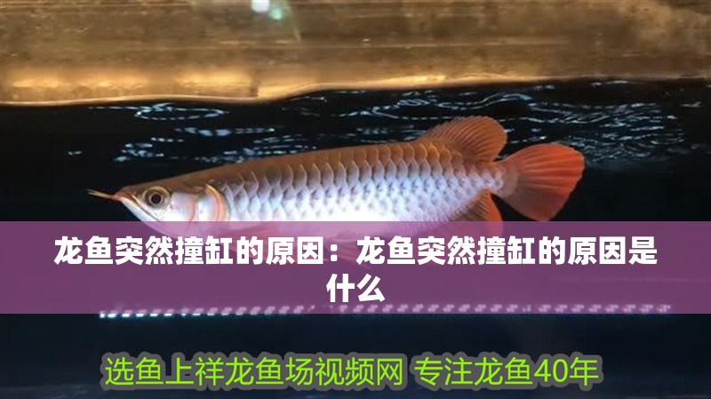 龍魚突然撞缸的原因：龍魚突然撞缸的原因是什么