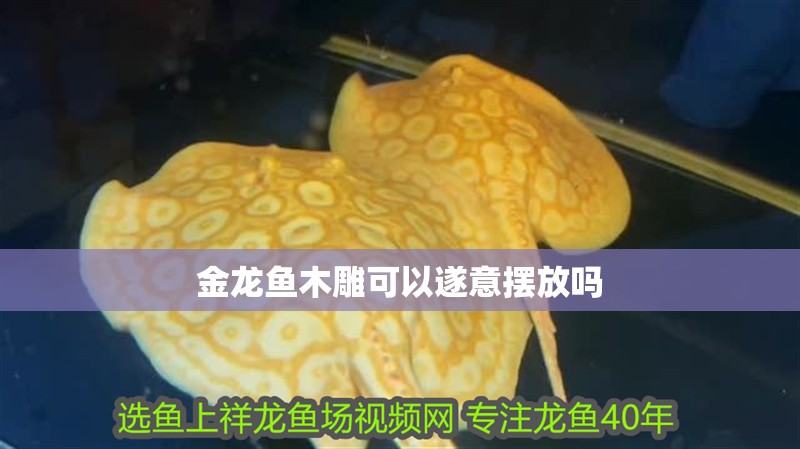 金龍魚木雕可以遂意擺放嗎