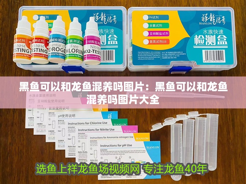 黑魚可以和龍魚混養嗎圖片：黑魚可以和龍魚混養嗎圖片大全