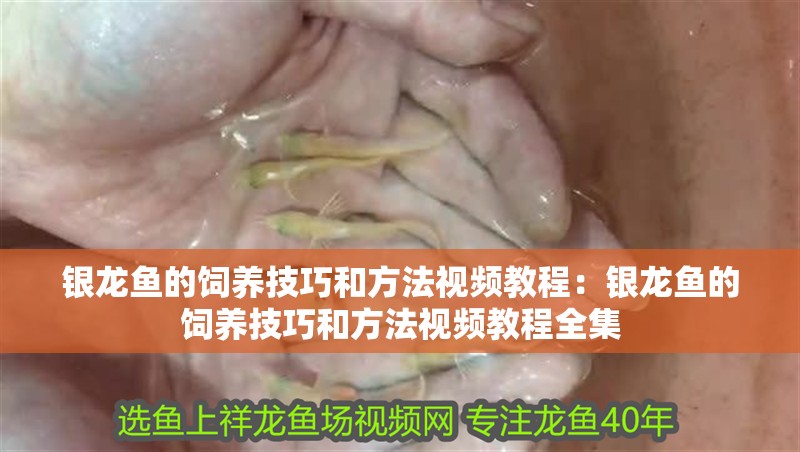 銀龍魚的飼養(yǎng)技巧和方法視頻教程：銀龍魚的飼養(yǎng)技巧和方法視頻教程全集