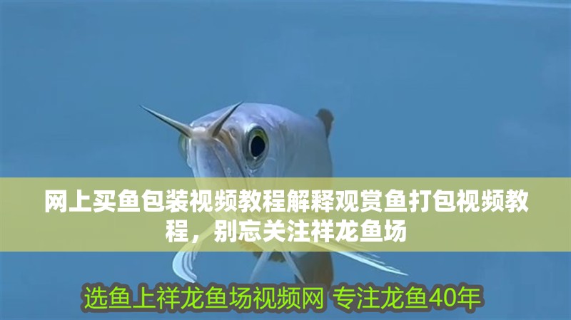 網上買魚包裝視頻教程解釋觀賞魚打包視頻教程，別忘關注祥龍魚場