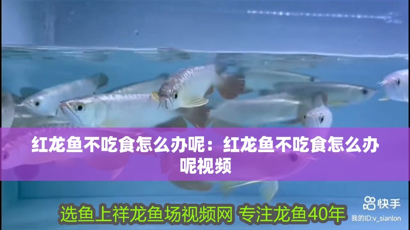 紅龍魚不吃食怎么辦呢：紅龍魚不吃食怎么辦呢視頻