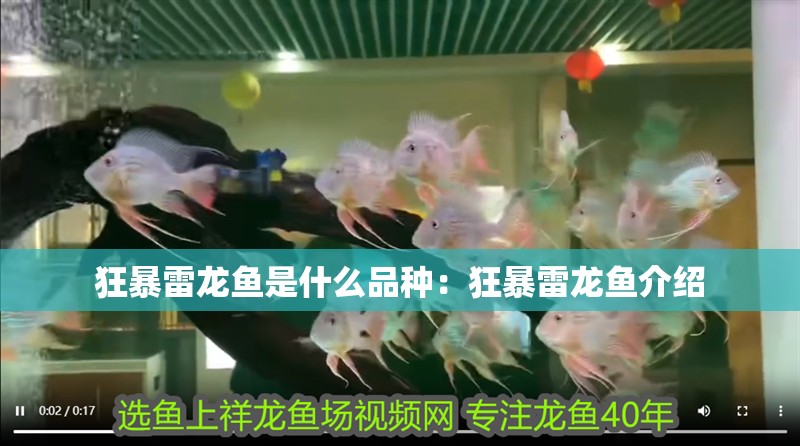 狂暴雷龍魚是什么品種：狂暴雷龍魚介紹