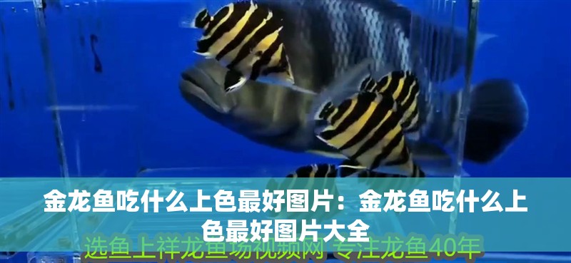 金龍魚吃什么上色最好圖片：金龍魚吃什么上色最好圖片大全