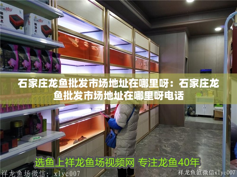 石家莊龍魚批發市場地址在哪里呀：石家莊龍魚批發市場地址在哪里呀電話