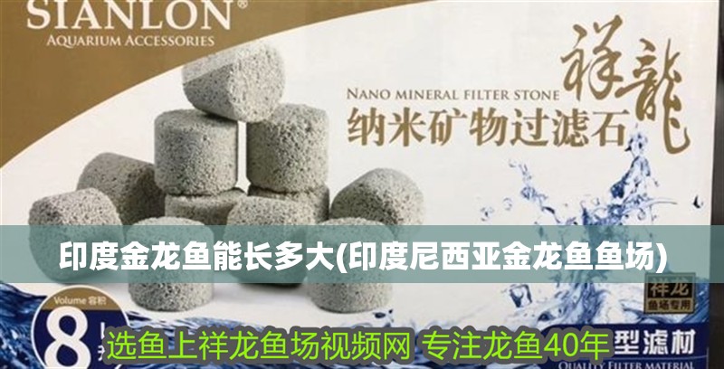 印度金龍魚能長(zhǎng)多大(印度尼西亞金龍魚魚場(chǎng))