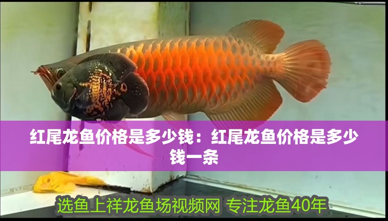 紅尾龍魚價(jià)格是多少錢：紅尾龍魚價(jià)格是多少錢一條