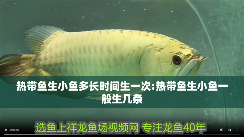 熱帶魚生小魚多長時間生一次:熱帶魚生小魚一般生幾條