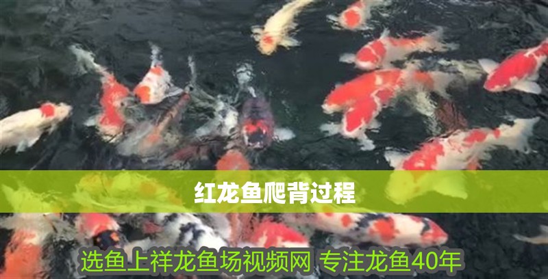 紅龍魚(yú)爬背過(guò)程