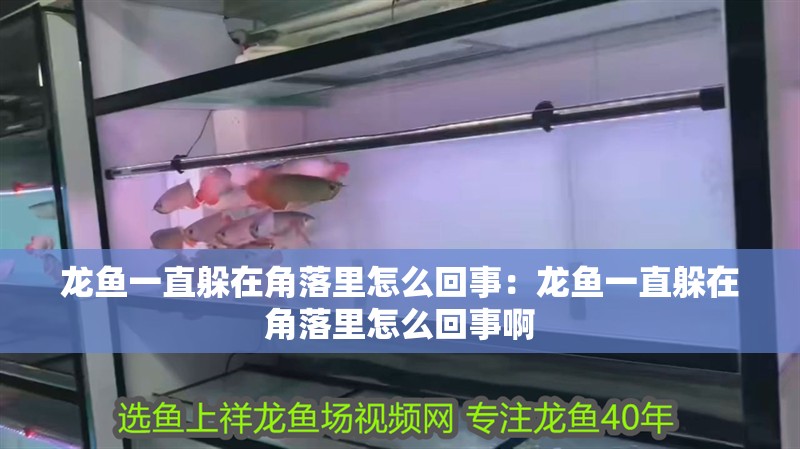 龍魚一直躲在角落里怎么回事：龍魚一直躲在角落里怎么回事啊