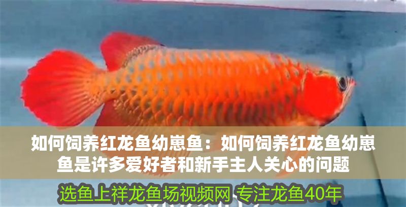 如何飼養(yǎng)紅龍魚幼崽魚：如何飼養(yǎng)紅龍魚幼崽魚是許多愛好者和新手主人關(guān)心的問題
