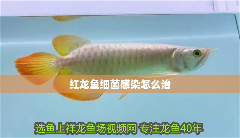 紅龍魚細菌感染怎么治