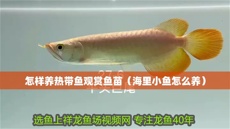 怎樣養熱帶魚觀賞魚苗（海里小魚怎么養）