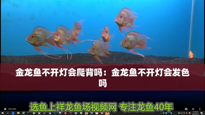 金龍魚不開燈會爬背嗎：金龍魚不開燈會發色嗎