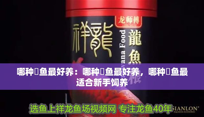 哪種魟魚最好養：哪種魟魚最好養，哪種魟魚最適合新手飼養