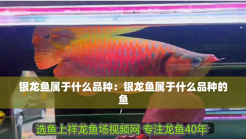 銀龍魚屬于什么品種：銀龍魚屬于什么品種的魚