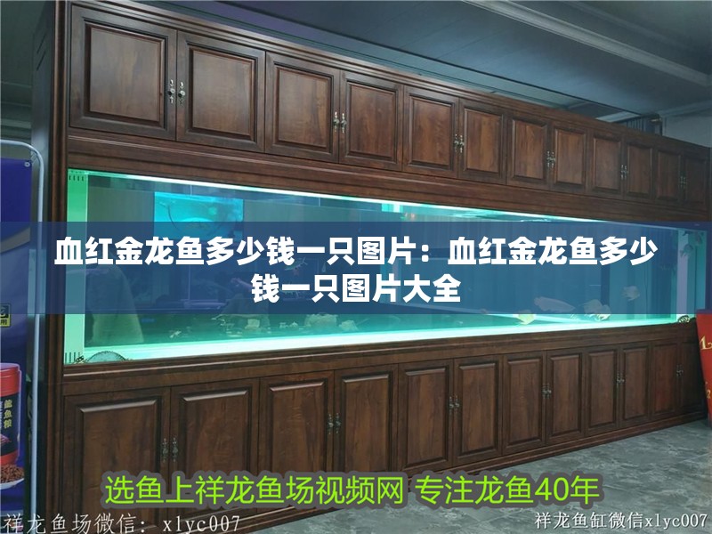 血紅金龍魚多少錢一只圖片：血紅金龍魚多少錢一只圖片大全