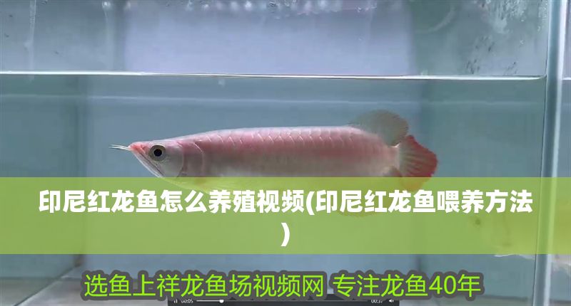 印尼紅龍魚怎么養殖視頻(印尼紅龍魚喂養方法)