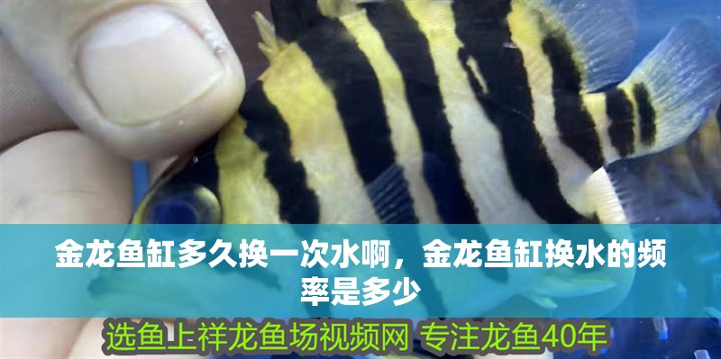 金龍魚缸多久換一次水啊，金龍魚缸換水的頻率是多少