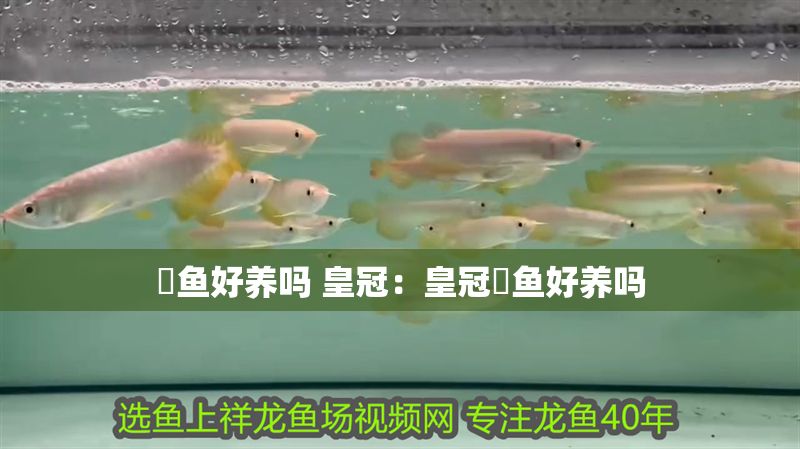 魟魚好養(yǎng)嗎 皇冠：皇冠魟魚好養(yǎng)嗎 魟魚好養(yǎng)嗎 皇冠：皇冠魟魚好養(yǎng)嗎 魟魚百科 第2張