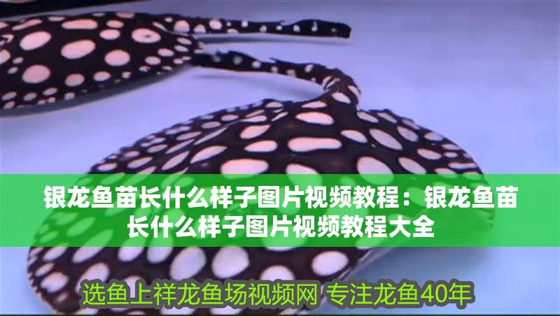 銀龍魚苗長什么樣子圖片視頻教程：銀龍魚苗長什么樣子圖片視頻教程大全