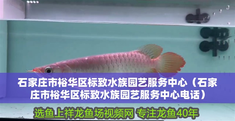 石家莊市裕華區標致水族園藝服務中心（石家莊市裕華區標致水族園藝服務中心電話） 石家莊市裕華區標致水族園藝服務中心（石家莊市裕華區標致水族園藝服務中心電話） 全國水族館企業名錄 第2張