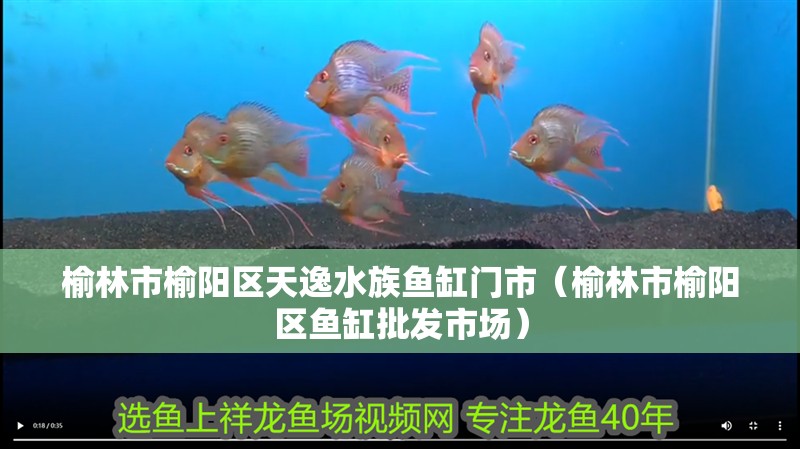 榆林市榆陽區天逸水族魚缸門市（榆林市榆陽區魚缸批發市場）