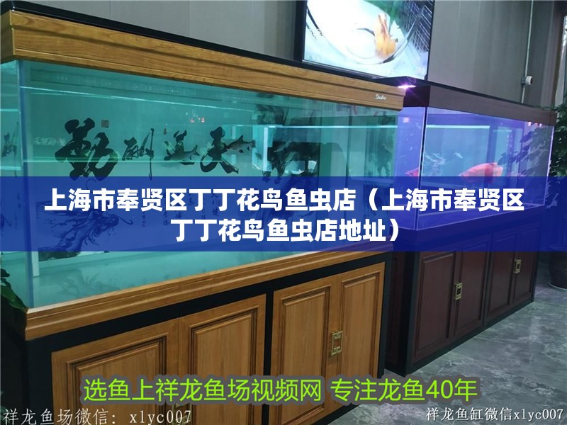 上海市奉賢區丁丁花鳥魚蟲店（上海市奉賢區丁丁花鳥魚蟲店地址）