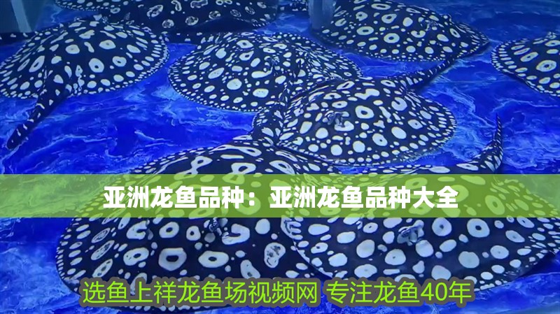 亞洲龍魚品種：亞洲龍魚品種大全