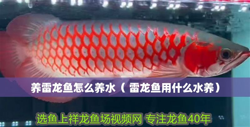 養雷龍魚怎么養水（ 雷龍魚用什么水養）