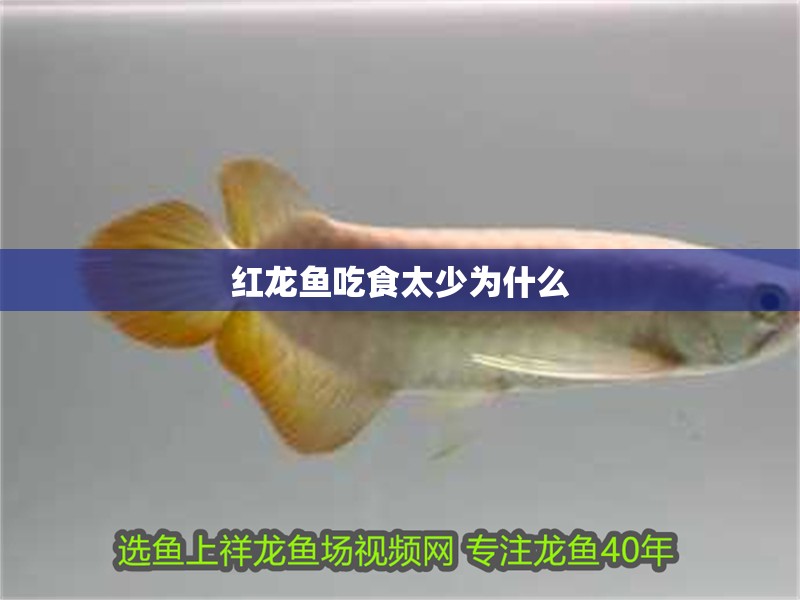 紅龍魚吃食太少為什么