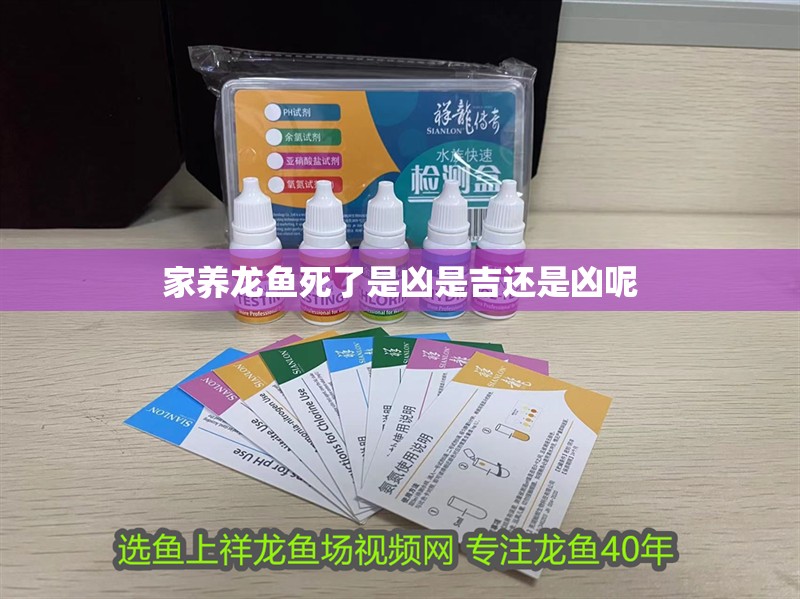 家養龍魚死了是兇是吉還是兇呢