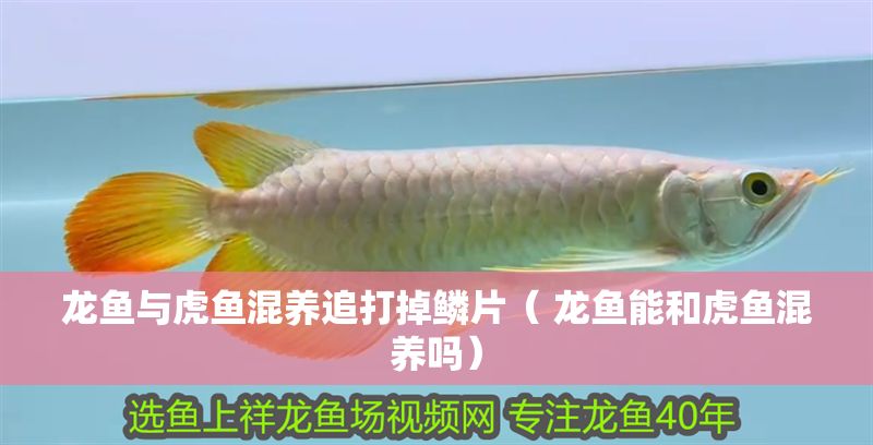 龍魚與虎魚混養(yǎng)追打掉鱗片（ 龍魚能和虎魚混養(yǎng)嗎） 龍魚與虎魚混養(yǎng)追打掉鱗片（ 龍魚能和虎魚混養(yǎng)嗎） 元寶鳳凰魚百科 第1張