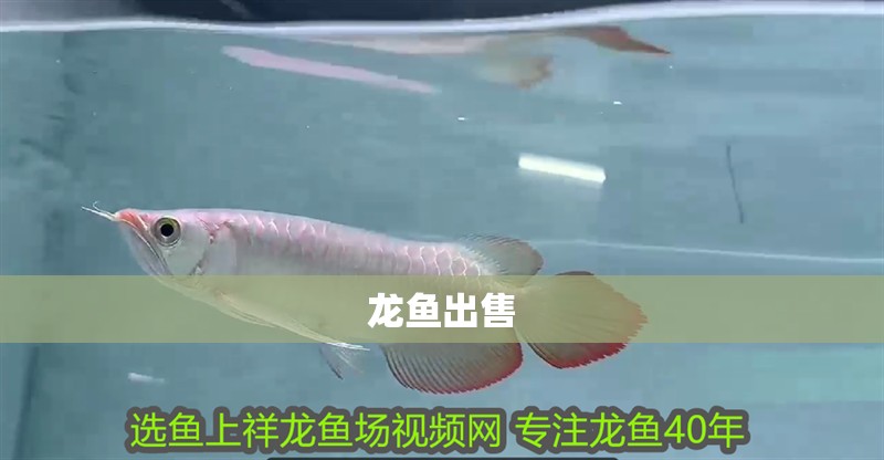 龍魚出售