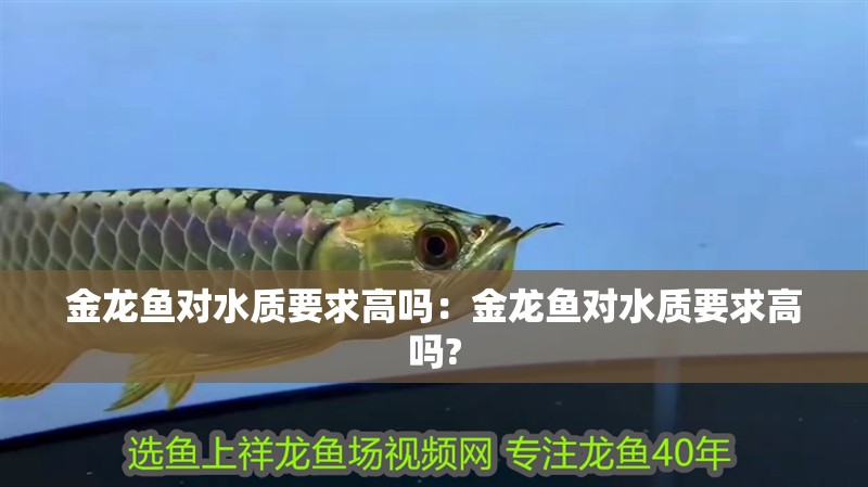 金龍魚對水質要求高嗎：金龍魚對水質要求高嗎?