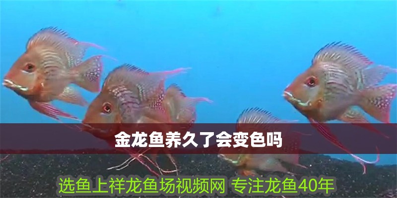 金龍魚養(yǎng)久了會變色嗎