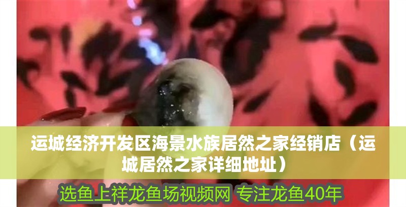 運城經濟開發區海景水族居然之家經銷店（運城居然之家詳細地址） 運城經濟開發區海景水族居然之家經銷店（運城居然之家詳細地址） 全國水族館企業名錄 第2張