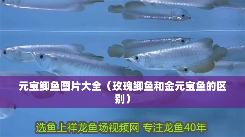 元寶鯽魚圖片大全（玫瑰鯽魚和金元寶魚的區別）