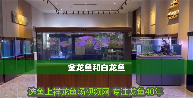 金龍魚和白龍魚