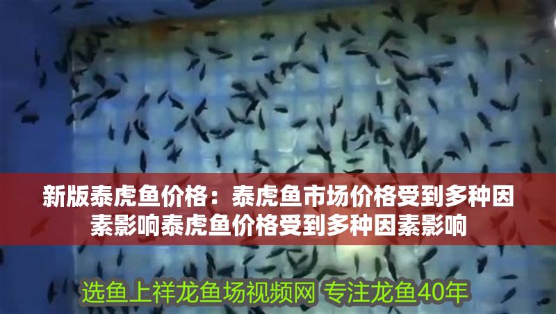 新版泰虎魚價格：泰虎魚市場價格受到多種因素影響泰虎魚價格受到多種因素影響