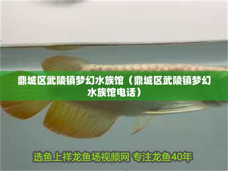 鼎城區(qū)武陵鎮(zhèn)夢(mèng)幻水族館（鼎城區(qū)武陵鎮(zhèn)夢(mèng)幻水族館電話） 鼎城區(qū)武陵鎮(zhèn)夢(mèng)幻水族館（鼎城區(qū)武陵鎮(zhèn)夢(mèng)幻水族館電話） 全國水族館企業(yè)名錄 第2張