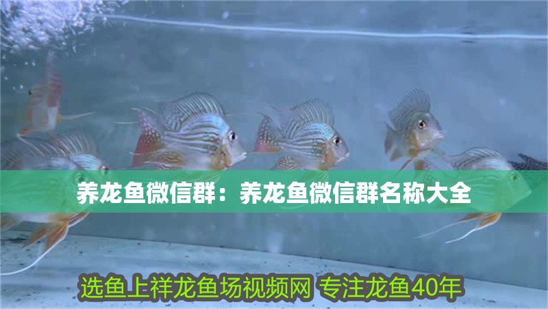 養(yǎng)龍魚微信群：養(yǎng)龍魚微信群名稱大全