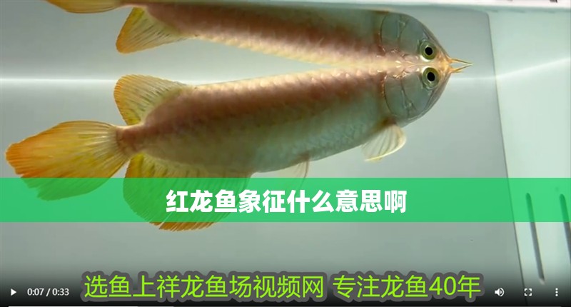 紅龍魚象征什么意思啊