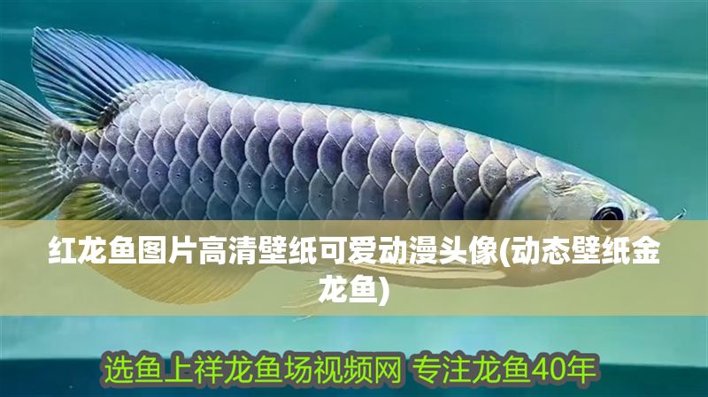 紅龍魚圖片高清壁紙可愛動(dòng)漫頭像(動(dòng)態(tài)壁紙金龍魚)