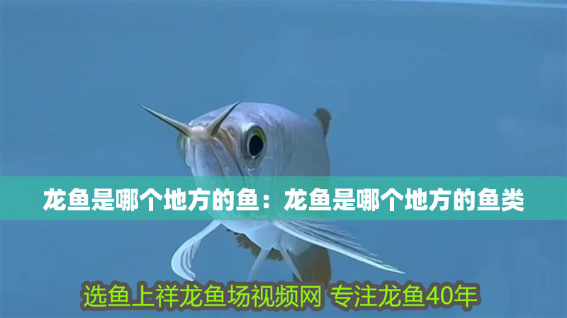 龍魚是哪個地方的魚：龍魚是哪個地方的魚類 龍魚是哪個地方的魚：龍魚是哪個地方的魚類 水族問答