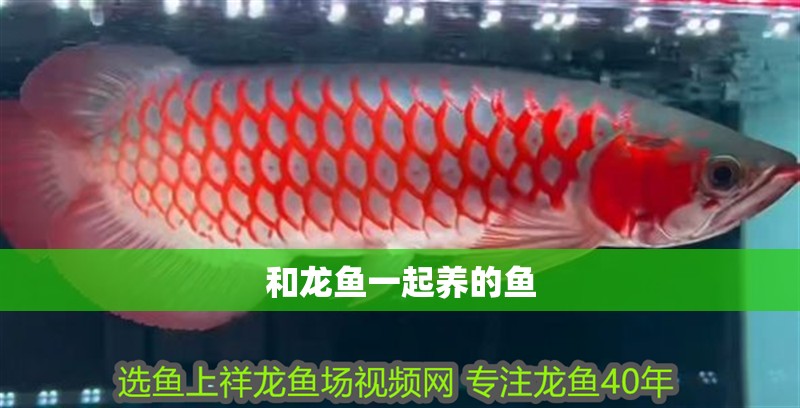 和龍魚一起養的魚 龍魚百科 第3張 和龍魚一起養的魚 和龍魚一起養的魚 龍魚百科 第3張